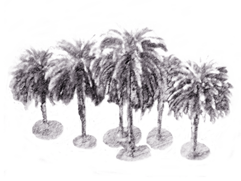 校園植物圖片(另開新視窗)